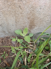 Chenopodium album