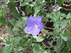 Ruellia hirsutoglandulosa