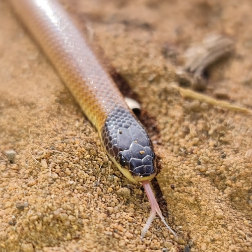 Black-naped Hooded Snake sighting