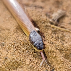 Suta nigriceps