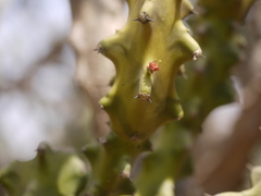 Euphorbia neriifolia