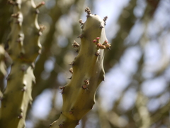 Euphorbia neriifolia