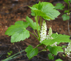 Ribes hudsonianum petiolare