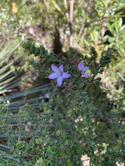 Philotheca buxifolia