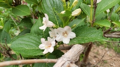 Weigela florida