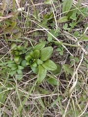 Fritillaria camschatcensis