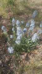 Frasera albicaulis columbiana