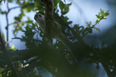 Baeolophus atricristatus