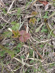 Rubus arcticus