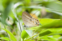 Lethe syrcis
