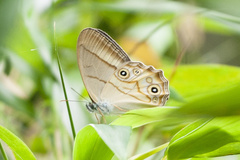Lethe syrcis
