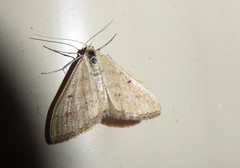 Scopula lydia