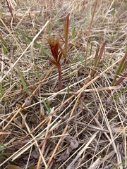 Chamaenerion angustifolium