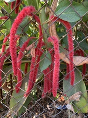 Acalypha hispida