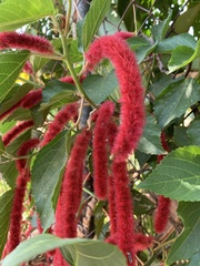 Acalypha hispida