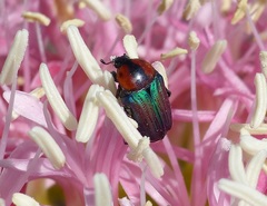 Leucocelis