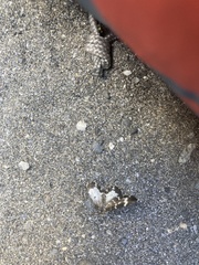 Trichodezia californiata