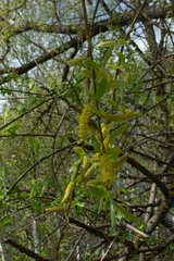 Salix