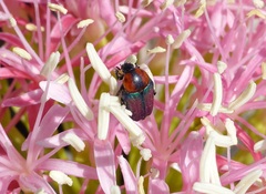 Leucocelis