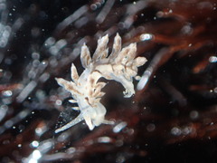 Eubranchus olivaceus