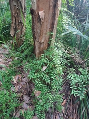 Lygodium microphyllum