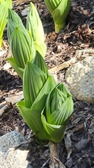 Veratrum californicum