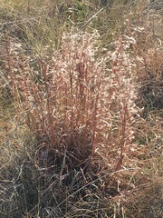 Schizachyrium littorale