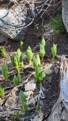 Veratrum californicum