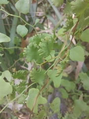Lygodium microphyllum