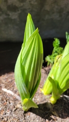 Veratrum californicum
