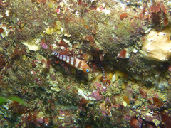 Notoclinops segmentatus