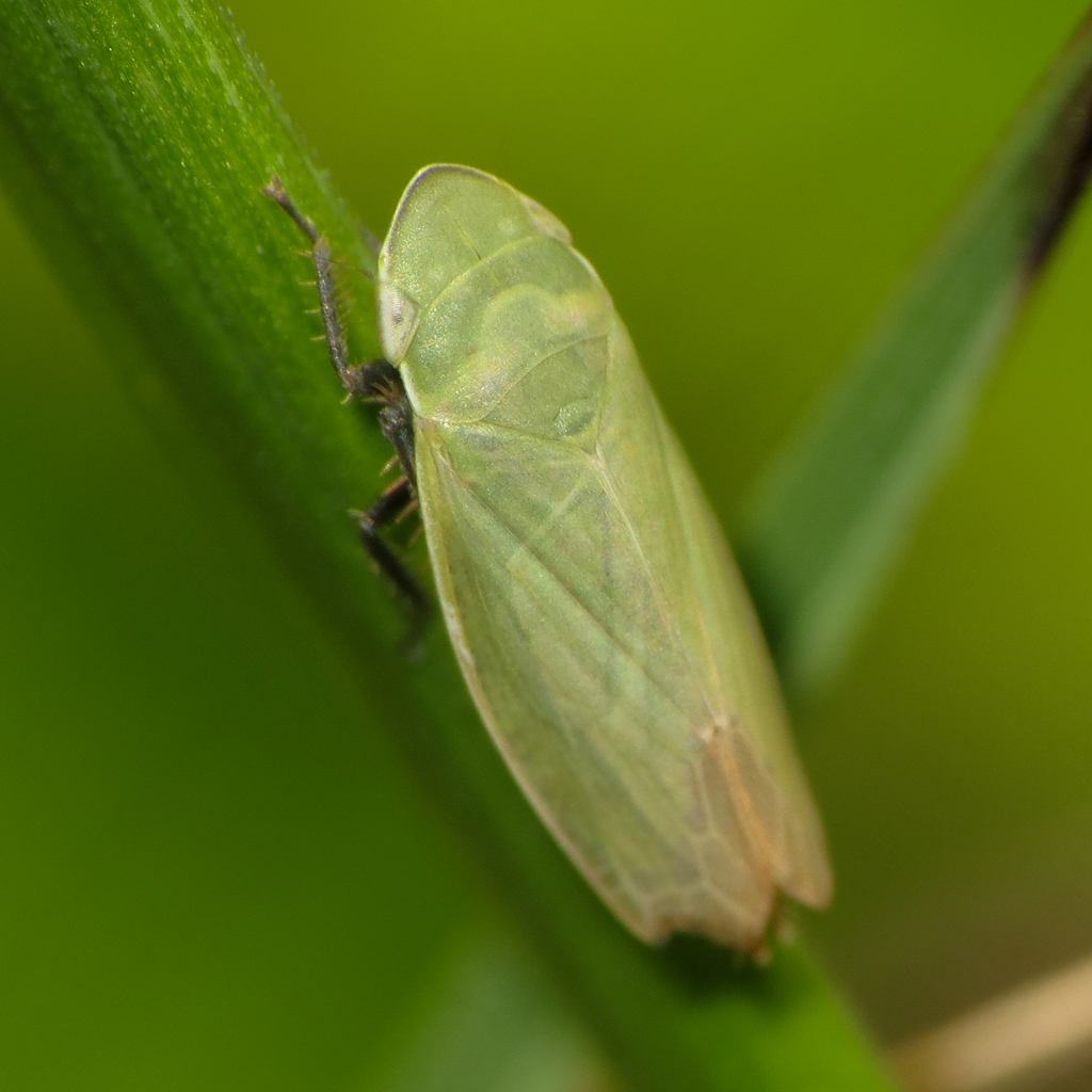 Hecalus