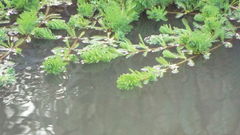 Myriophyllum aquaticum image