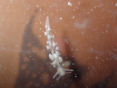 Eubranchus olivaceus