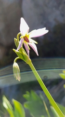 Primula jeffreyi