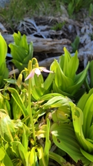 Primula jeffreyi