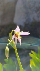 Primula jeffreyi