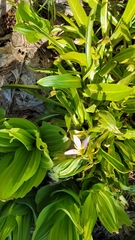 Primula jeffreyi