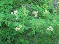 Sambucus williamsii