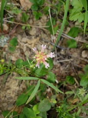 Trifolium oliganthum