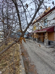 Alnus alnobetula fruticosa