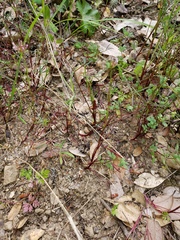 Trifolium oliganthum