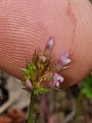 Trifolium oliganthum