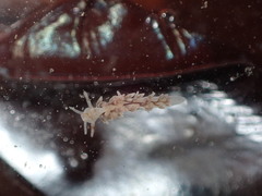 Eubranchus olivaceus