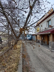Alnus alnobetula fruticosa