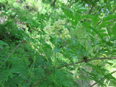 Sambucus williamsii