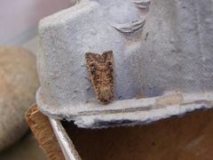 Ichneutica morosa