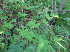 Aconitum axilliflorum