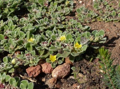 Aizoon glinoides