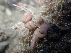 Baseodiscus delineatus